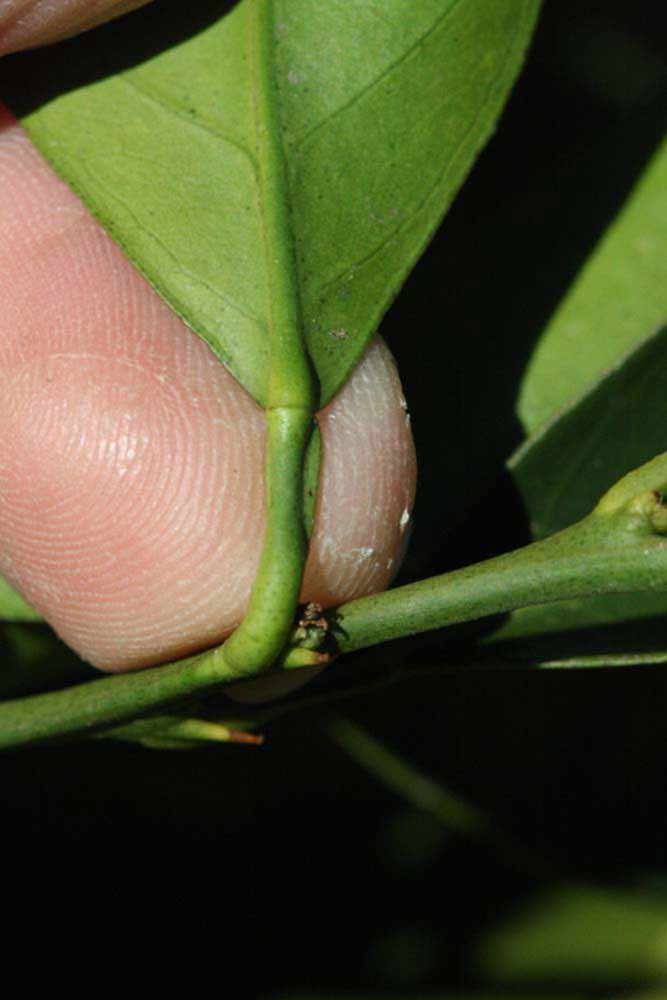              Petiole (Riverside, CA)       